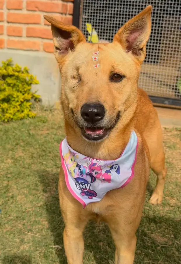 Esmeralda, cadela atropelada e abandonada, hoje saudável e adotada