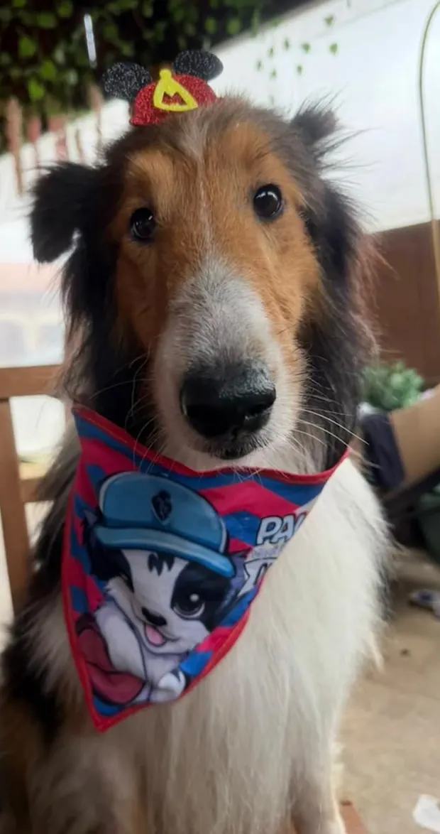 Lorenzo, cão resgatado, hoje saudável e cheio de energia