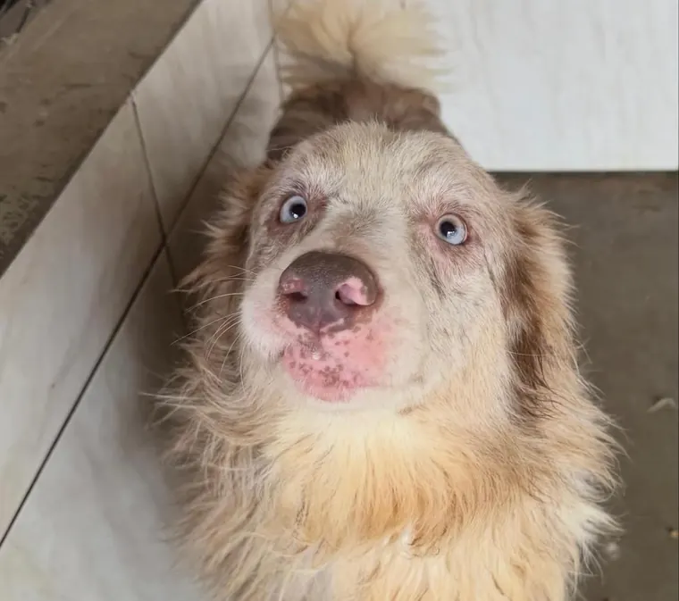 Woody, cão resgatado de um canil clandestino, hoje recuperado e seguro